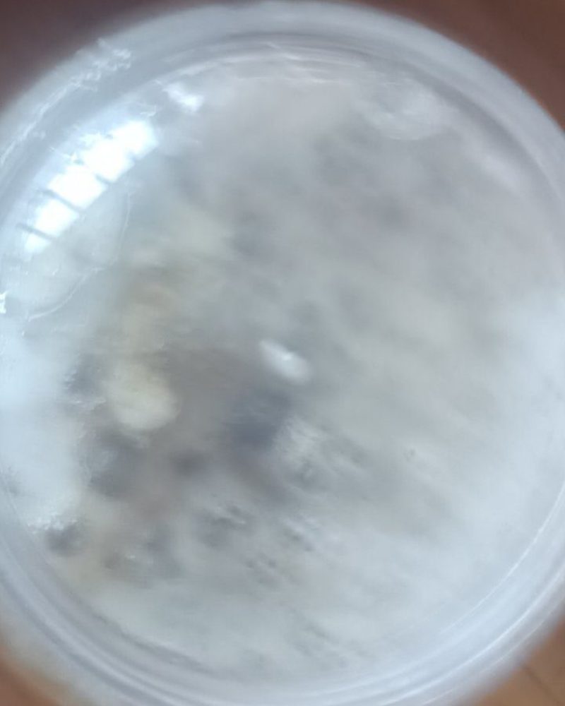 土蜂蜜