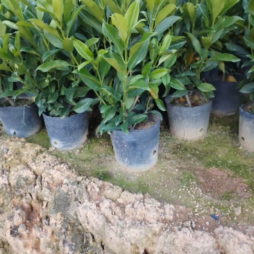非洲茉莉自家苗种植，价格低50至60高度