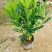 非洲茉莉自家苗种植，价格低50至60高度
