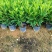 非洲茉莉自家苗种植，价格低50至60高度