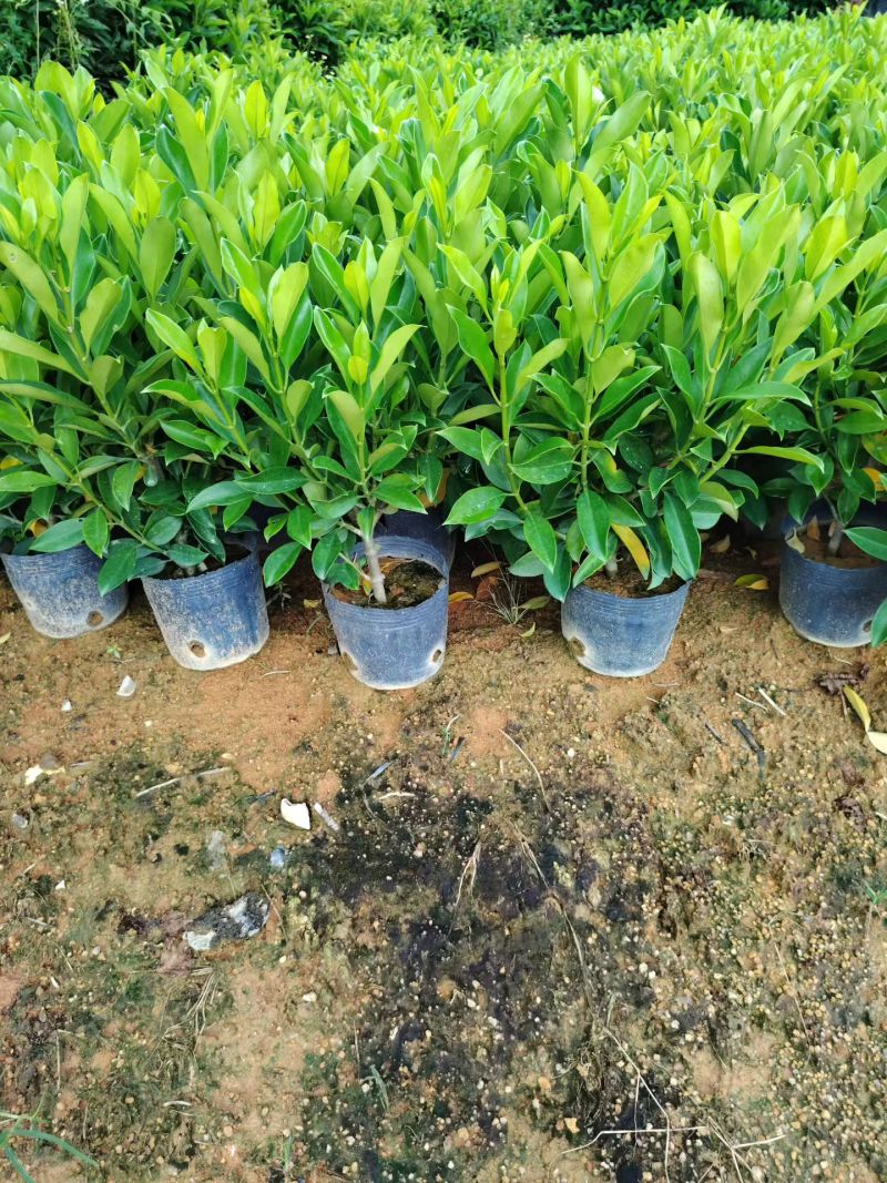 非洲茉莉自家苗种植，价格低50至60高度