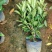 非洲茉莉自家苗种植，价格低50至60高度