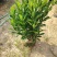 非洲茉莉自家苗种植，价格低50至60高度