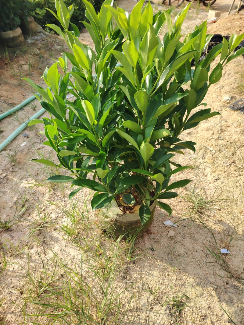 非洲茉莉自家苗种植，价格低50至60高度