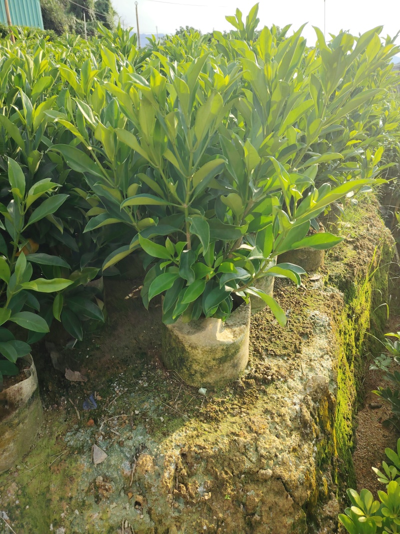 非洲茉莉自家苗种植，价格低50至60高度