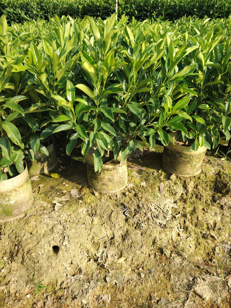 非洲茉莉自家苗种植，价格低50至60高度