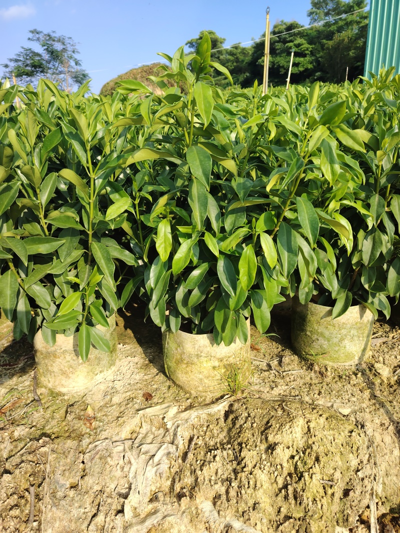 非洲茉莉自家苗种植，价格低50至60高度