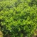 非洲茉莉自家苗种植，价格低50至60高度