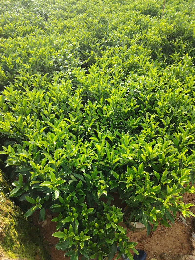 非洲茉莉自家苗种植，价格低50至60高度