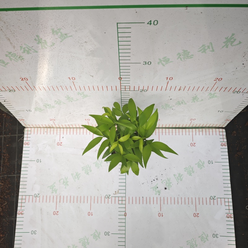 源头厂商批发竹柏