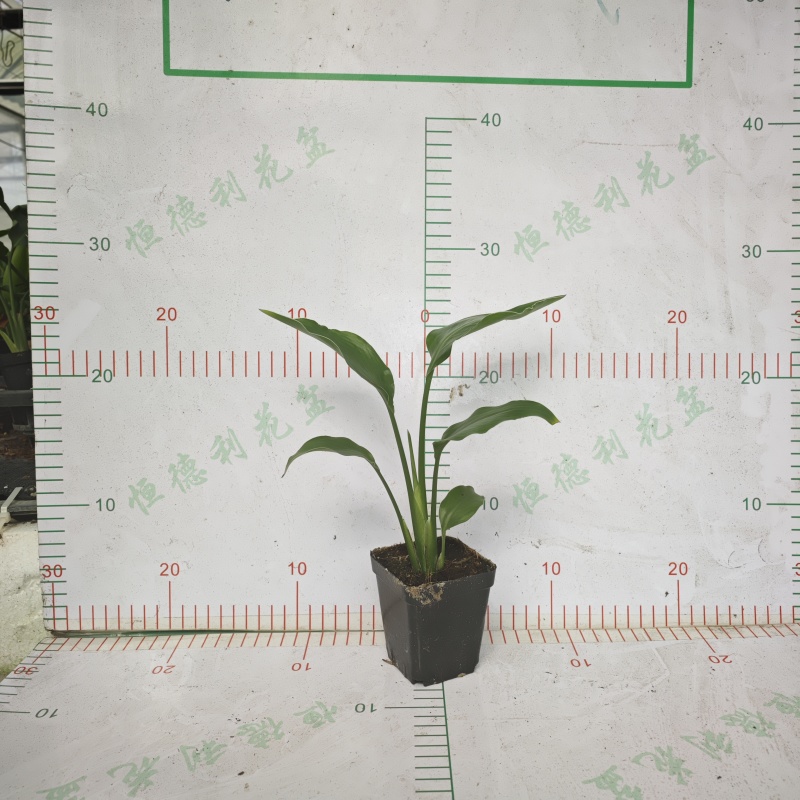 源头基地批发白花天堂鸟，各种规格都有