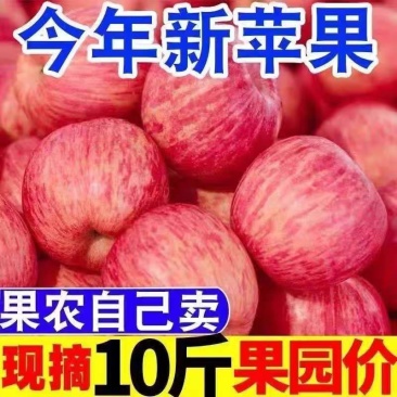 陕西苹果