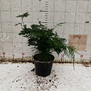 源头基地批发文竹
