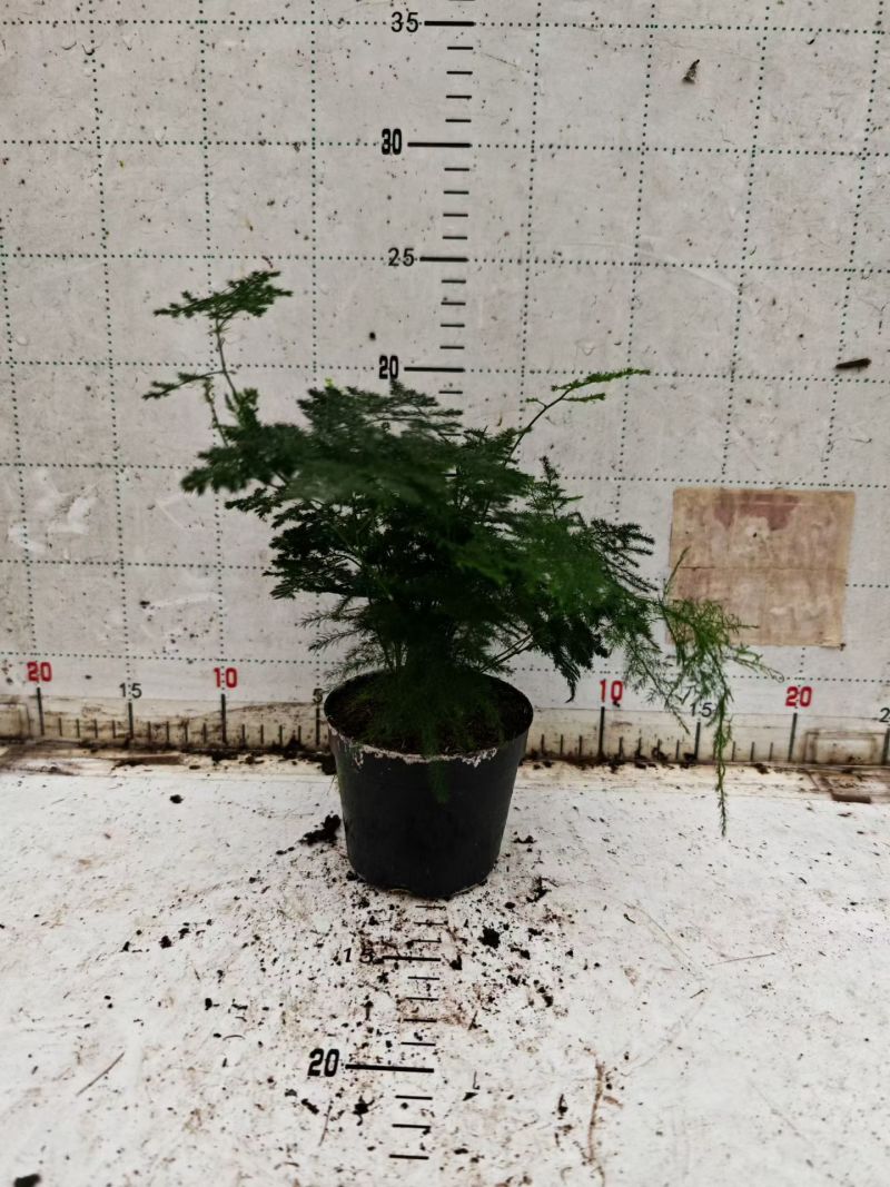 源头基地批发文竹