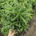 源头基地批发罗汉松
