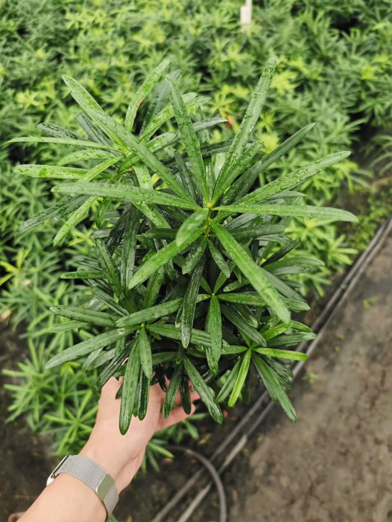 源头基地批发罗汉松