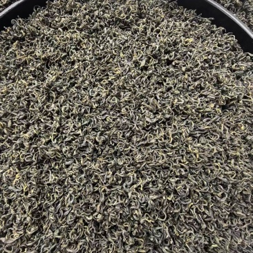 手工揉捻安吉白茶