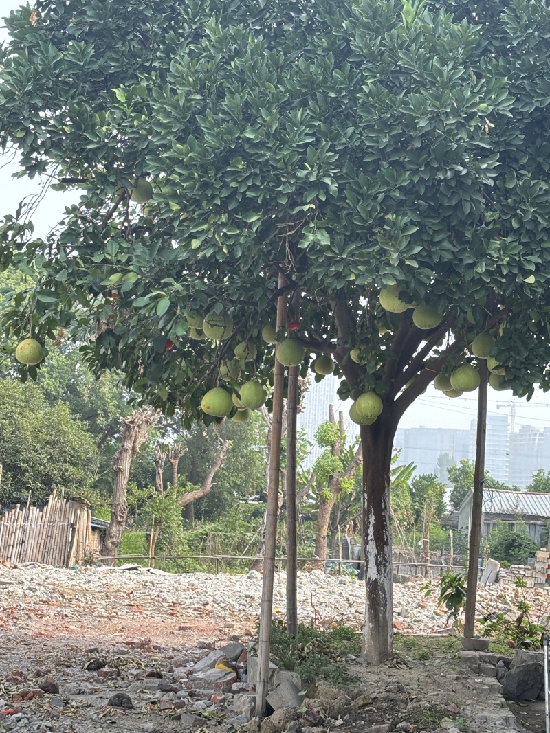 文旦树