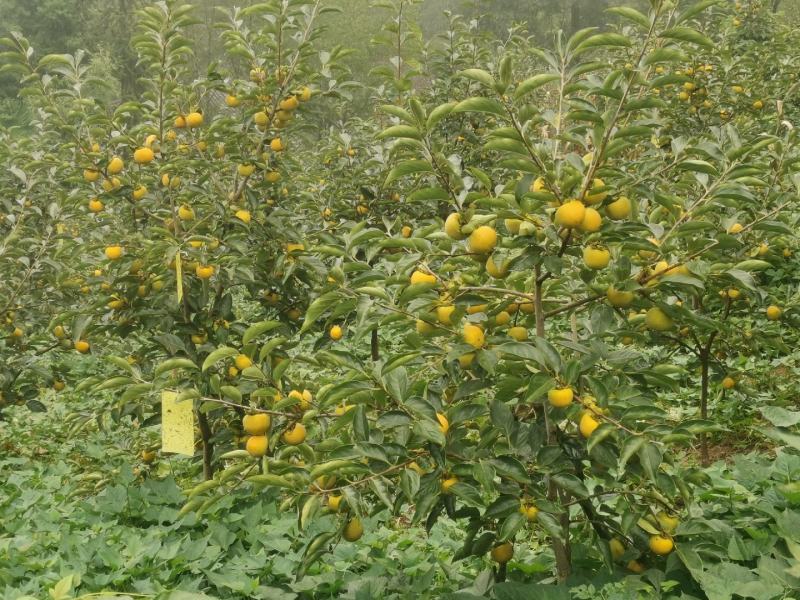 高山脆柿