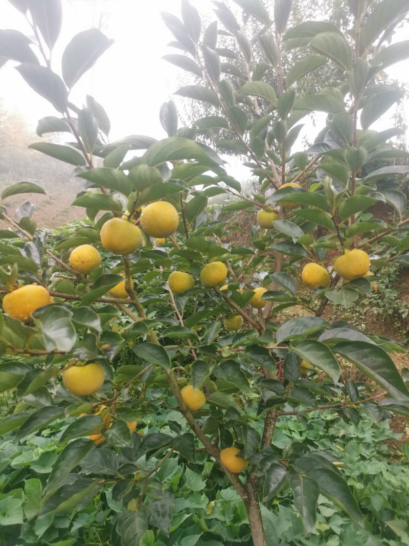 高山脆柿