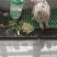 肉兔