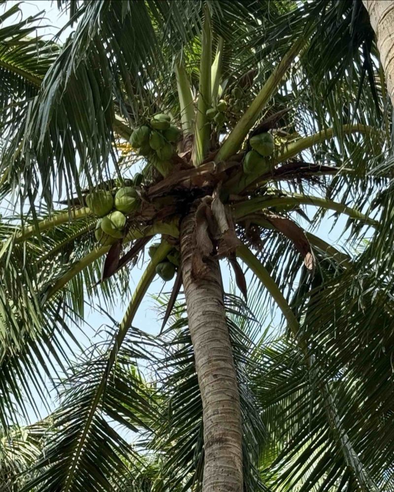 海南椰子，如有需要请联系我