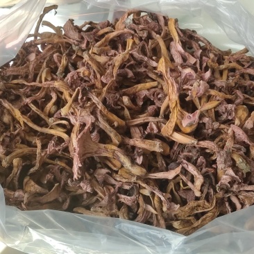 野生蘑菇