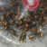 金环虎头蜂