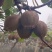 长阳高山翠玉猕猴桃