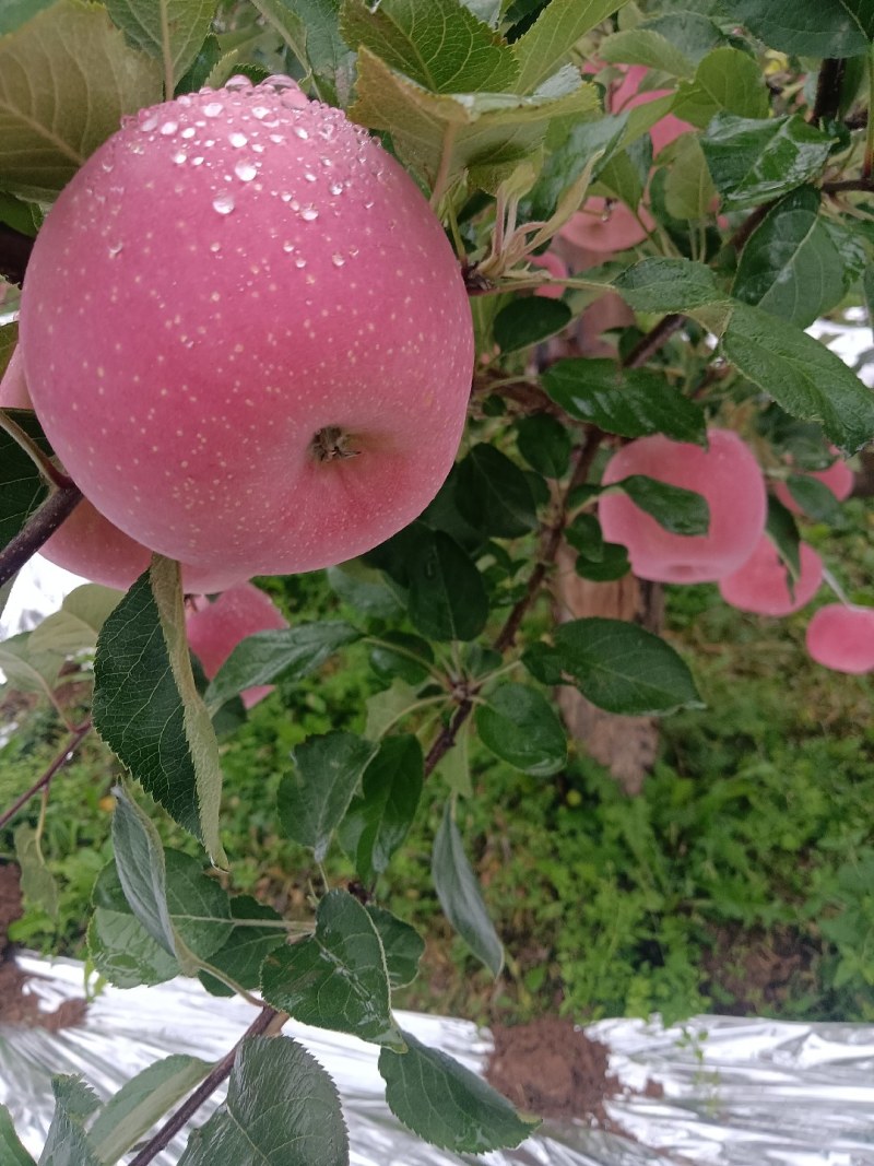礼县富士，花牛苹果