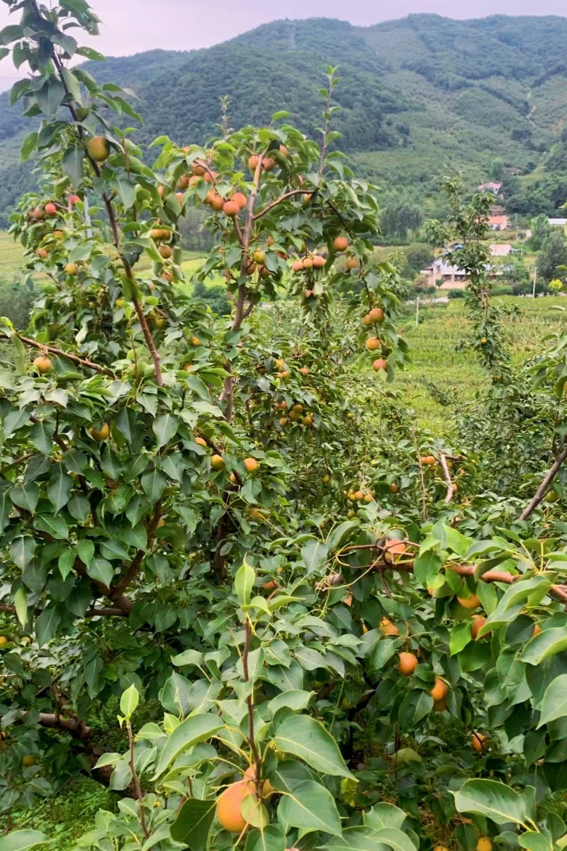 鞍山南国梨
