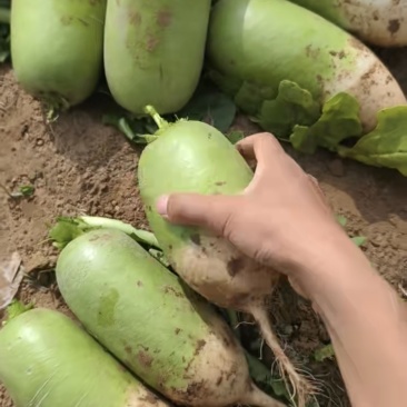 精品青萝卜