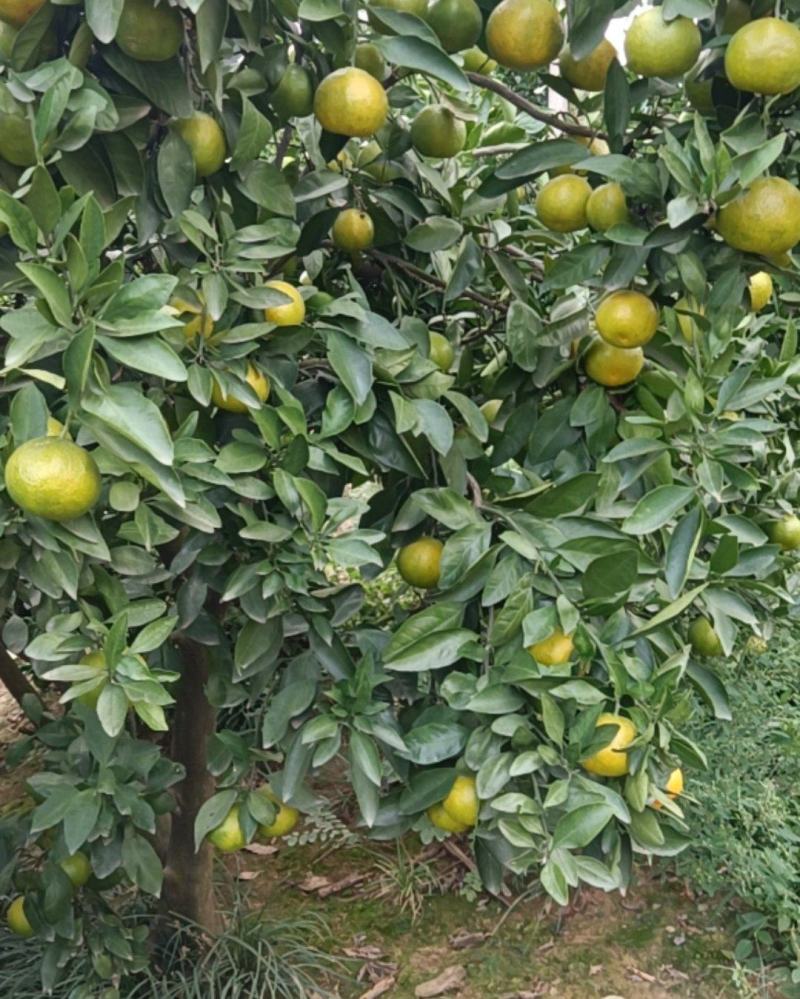 湖北公安蜜桔
