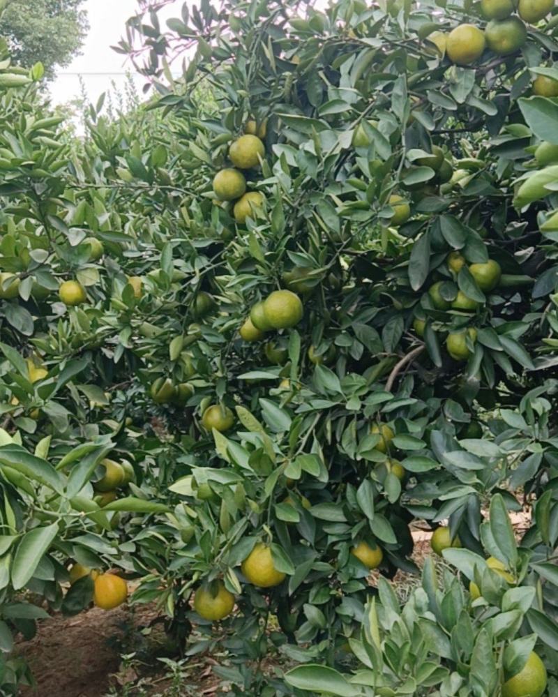 湖北公安蜜桔