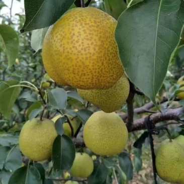 莱阳梨