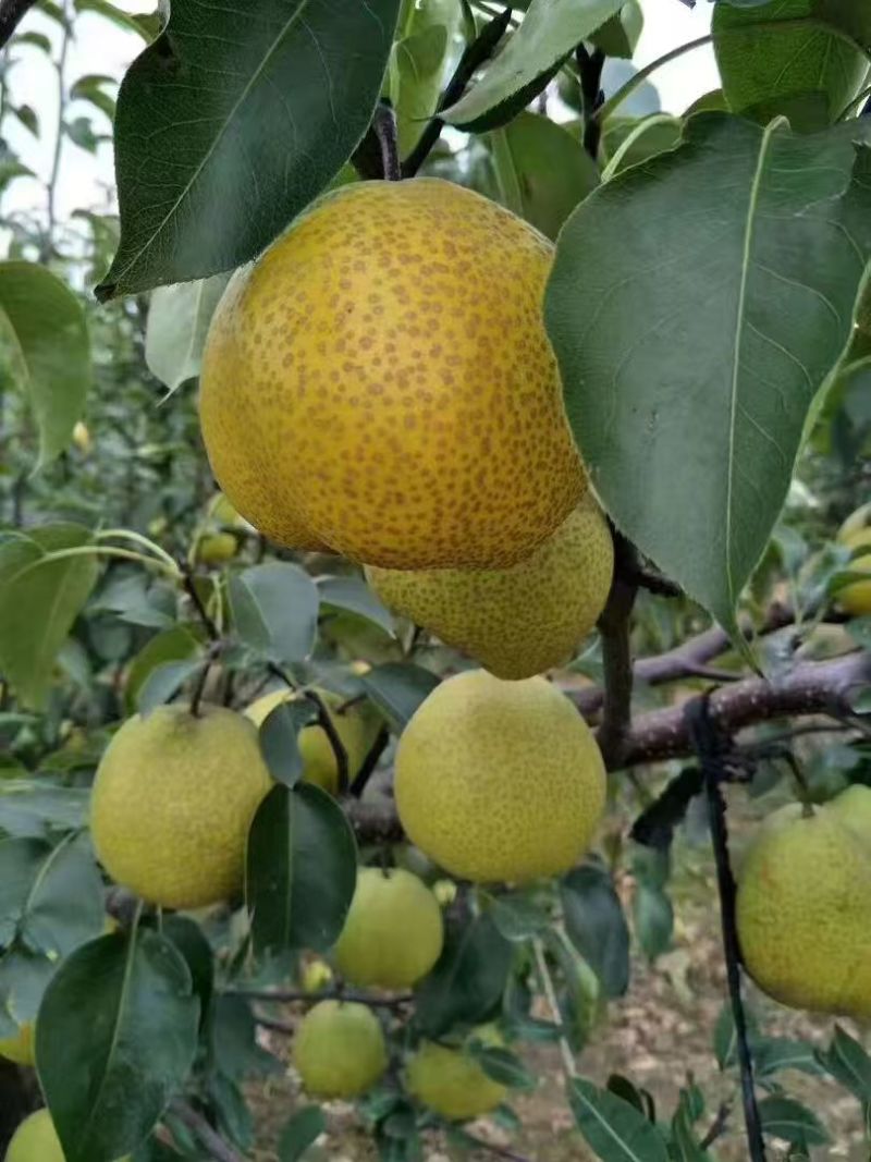莱阳梨