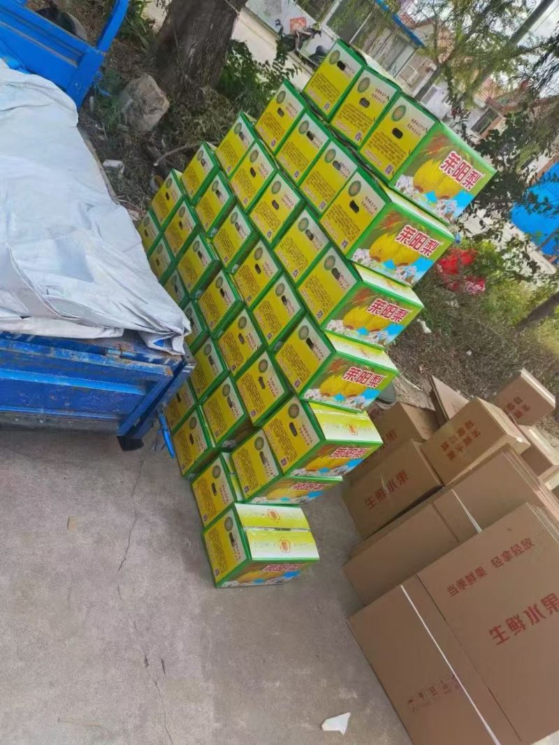 莱阳梨