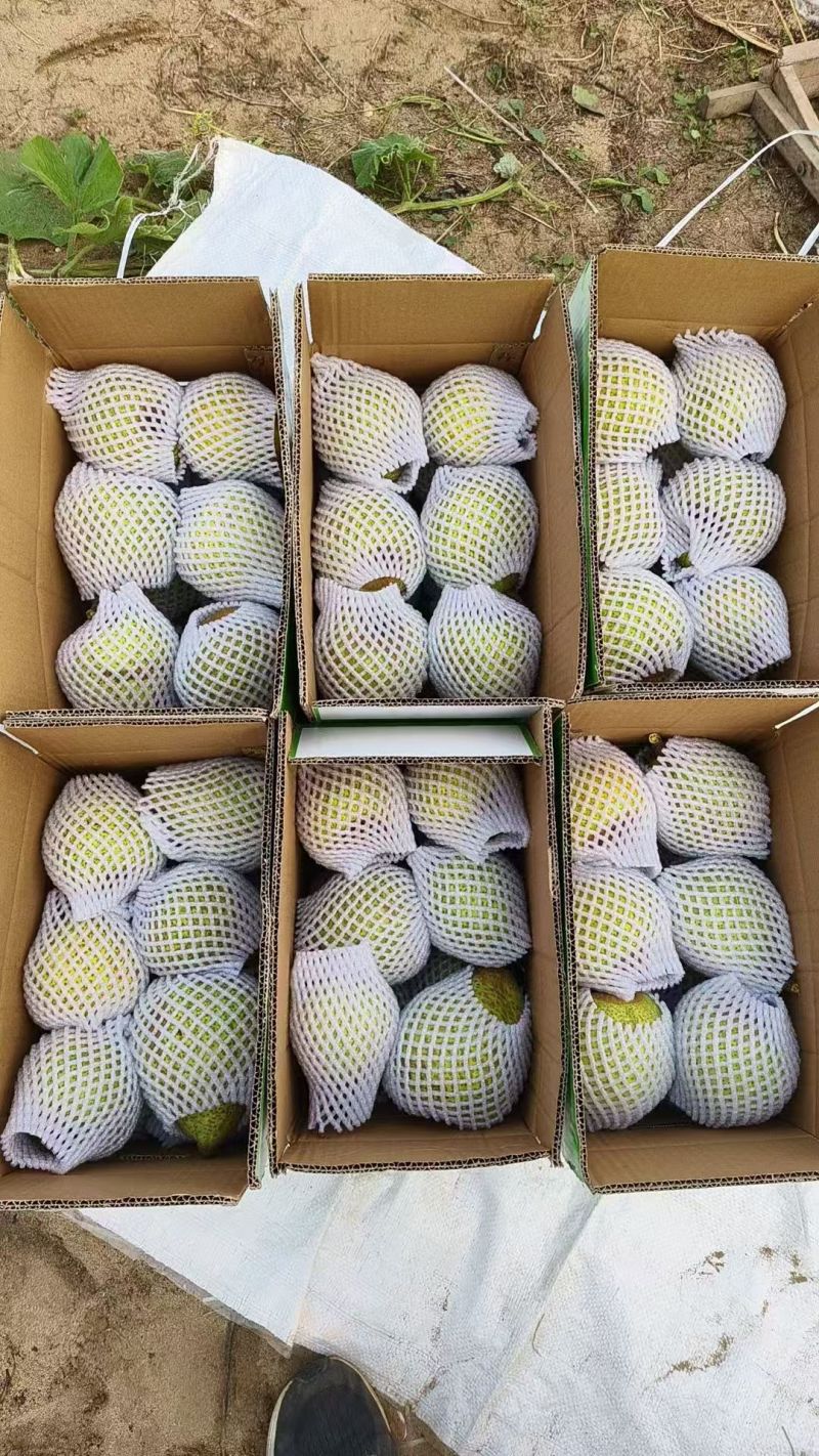 莱阳梨