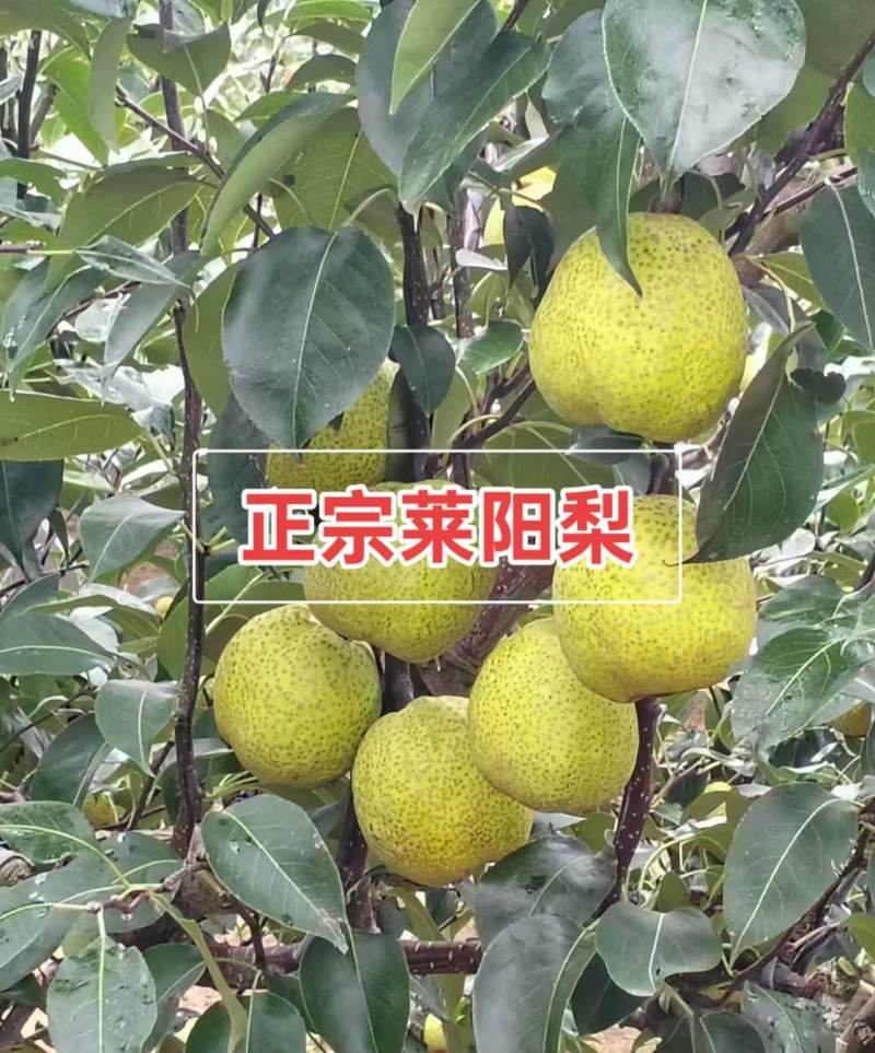 莱阳梨