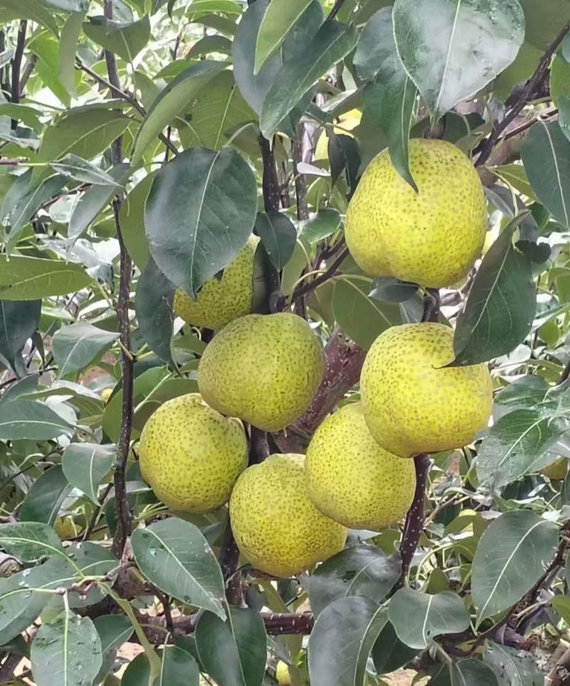 莱阳梨