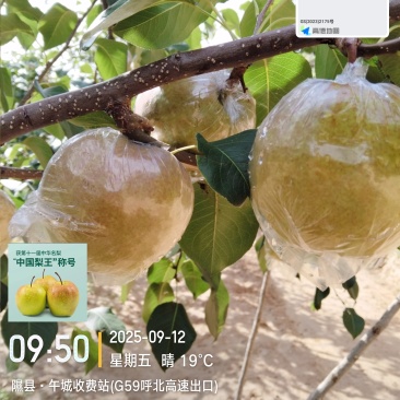 山西隰县玉露香梨
