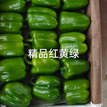 五彩椒批发