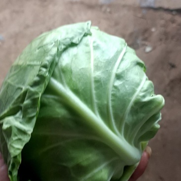 甘蓝菜货多