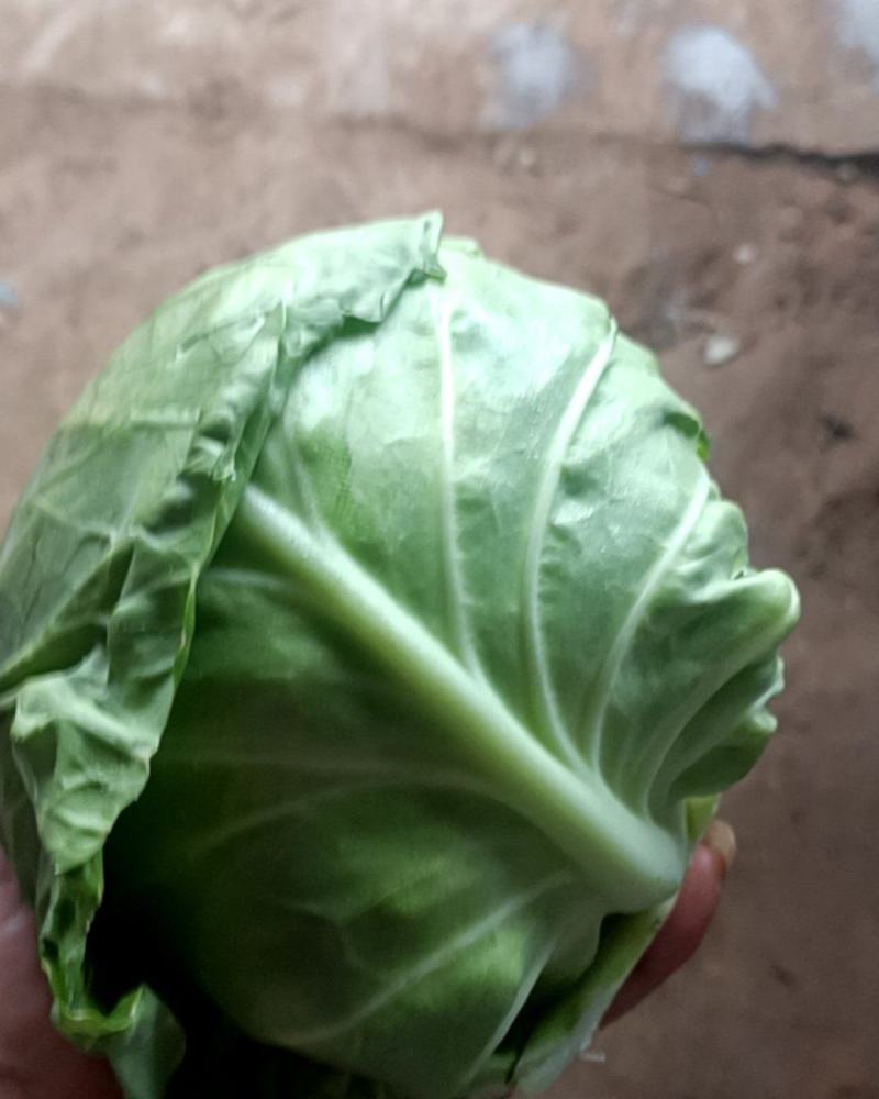 甘蓝菜货多