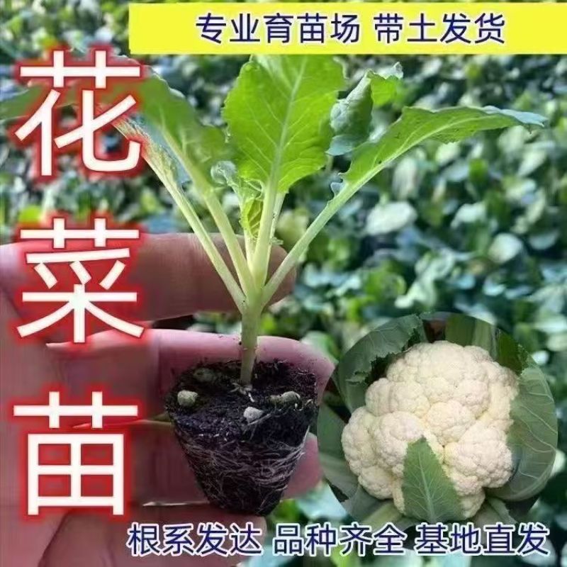 各种秋季蔬菜苗，秋季草莓穴盘苗，绿化草莓裸苗。