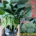 各种秋季蔬菜苗，秋季草莓穴盘苗，绿化草莓裸苗。