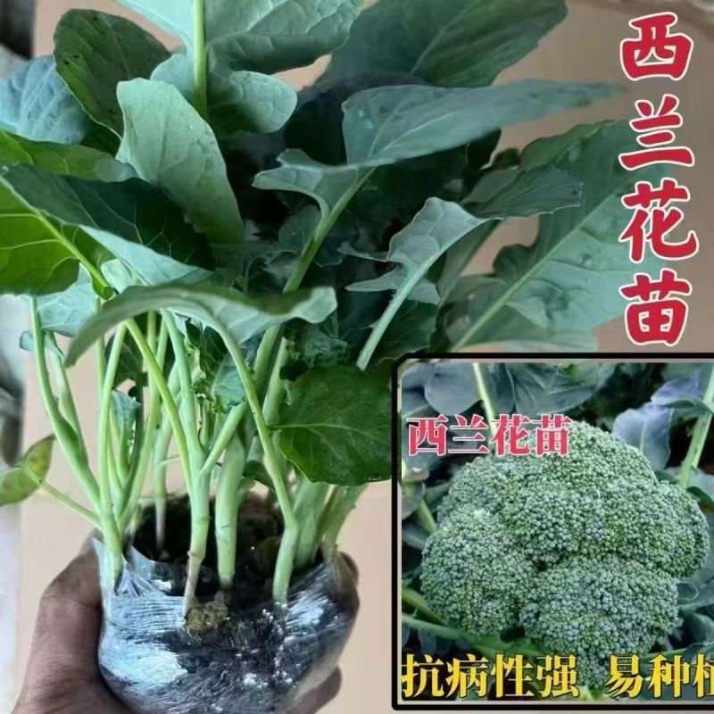 各种秋季蔬菜苗，秋季草莓穴盘苗，绿化草莓裸苗。