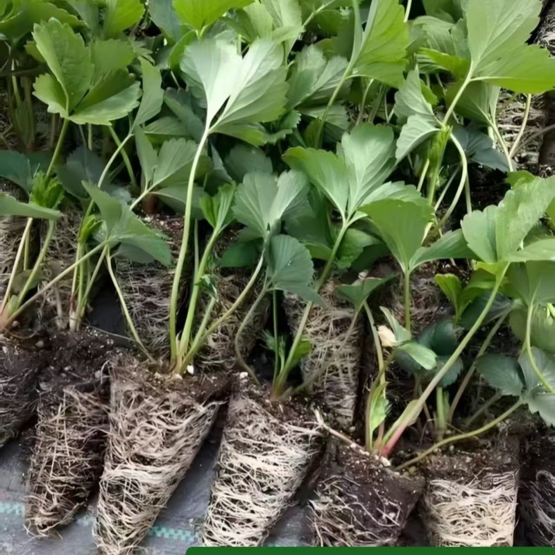 各种秋季蔬菜苗，秋季草莓穴盘苗，绿化草莓裸苗。