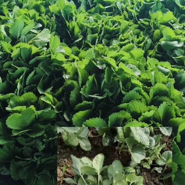 各种秋季蔬菜苗，秋季草莓穴盘苗，绿化草莓裸苗。