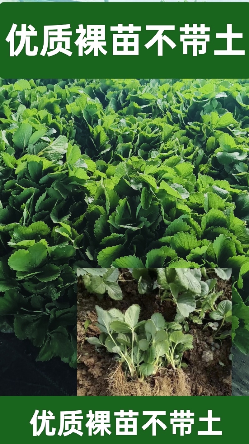 各种秋季蔬菜苗，秋季草莓穴盘苗，绿化草莓裸苗。